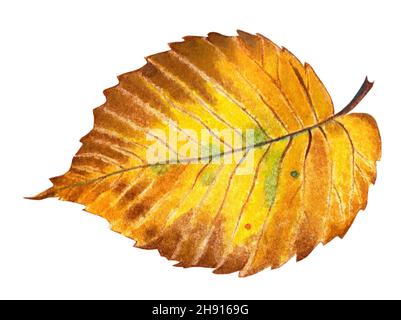 Herbstblatt einer Ulme. Es hat gelbe, orange, braune und grüne Farben. Herbstillustration. Von Hand gezeichnet. Isoliert auf weißem Hintergrund. Stockfoto