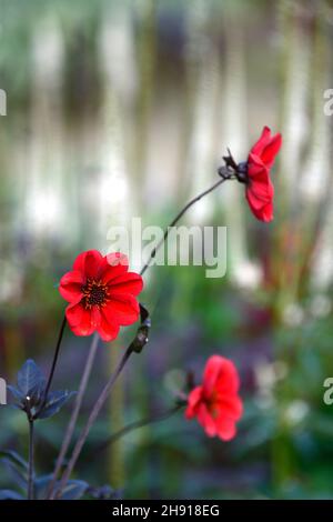 Dahlie Bischof von Llandaff, rote Dahlien, Pfingstrose Blüte Dahlie, Pfingstrose Blüten Dahlie, Stauden, Garten, RM Floral Stockfoto