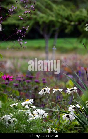 Shasta Gänseblümchen, Leucanthemum × superbum, weiß, Blume, Blumen, Blüte, Gänseblümchen, gemischtes Bett, gemischtes randgemischtes Pflanzschema, RM Floral Stockfoto