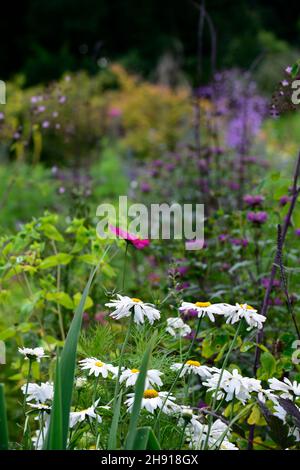 Shasta Gänseblümchen, Leucanthemum × superbum, weiß, Blume, Blumen, Blüte, Gänseblümchen, gemischtes Bett, gemischtes randgemischtes Pflanzschema, RM Floral Stockfoto