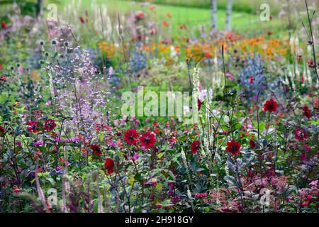 dahlien, Dahlien, thalictrum, Veronicastrum, helen, Eryngium, Mischbett, Rand, Pflanzschema, dicht bepflanzt, dichte Bepflanzung, RM Floral Stockfoto