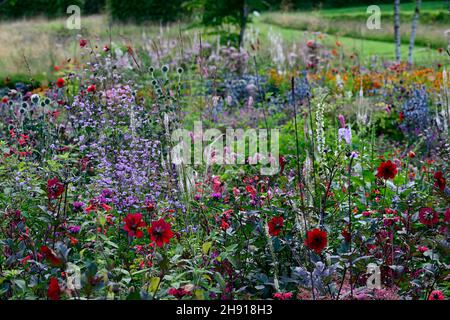 dahlien, Dahlien, thalictrum, Veronicastrum, helen, Eryngium, Mischbett, Rand, Pflanzschema, dicht bepflanzt, dichte Bepflanzung, RM Floral Stockfoto