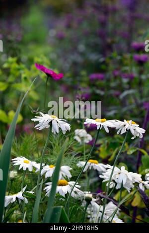 Shasta Gänseblümchen, Leucanthemum × superbum, weiß, Blume, Blumen, Blüte, Gänseblümchen, gemischtes Bett, gemischtes randgemischtes Pflanzschema, RM Floral Stockfoto