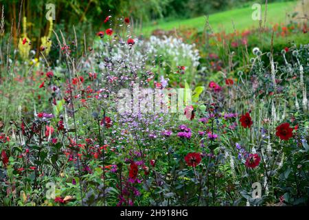 dahlien, Dahlien, thalictrum, Veronicastrum, helen, Eryngium, Mischbett, Rand, Pflanzschema, dicht bepflanzt, dichte Bepflanzung, RM Floral Stockfoto