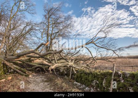 Ein blockierter Pfad und eine beschädigte Mauer auf dem Malham tarn Estate....nur wenige Tage nachdem der Sturm Arwen viele Bäume verwüstert hatte. Stockfoto