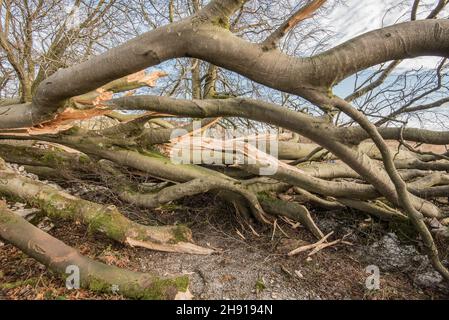 Ein blockierter Pfad und eine beschädigte Mauer auf dem Malham tarn Estate....nur wenige Tage nachdem der Sturm Arwen viele Bäume verwüstert hatte. Stockfoto