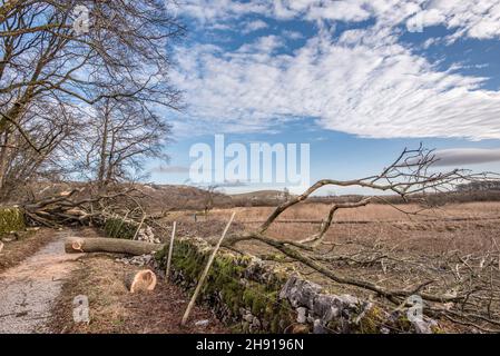 Ein blockierter Pfad und eine beschädigte Mauer auf dem Malham tarn Estate....nur wenige Tage nachdem der Sturm Arwen viele Bäume verwüstert hatte. Stockfoto