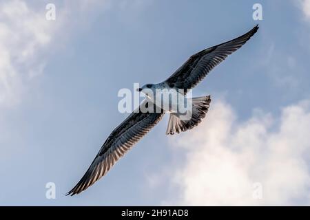 Eine Möwe im Flug mit ausgestreckten Flügeln gegen den Sonnenuntergangshimmel Stockfoto