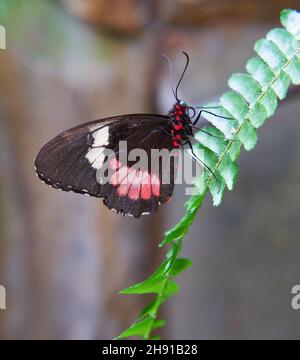 Schöner rosa Cattleheart Schmetterling (Parides Euripides) auf grünen Blättern Stockfoto