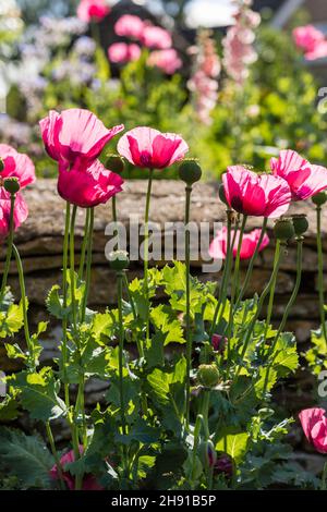 Rosa Mohnblumen im Garten, Tetbury, Gloucestershire, Großbritannien Stockfoto