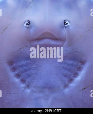 03. Dezember 2021, Schleswig-Holstein, Tönning: Ein junger Dornrücken hängt im Multimar Wattforum an einer Aquarienscheibe. Foto: Marcus Brandt/dpa Stockfoto