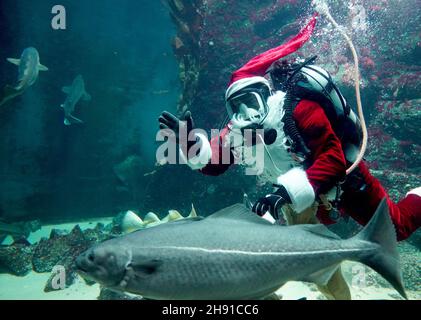 03. Dezember 2021, Schleswig-Holstein, Tönning: Timo Kaminski, Leiter der Aquatik beim Multimar Wattforum, winkt als Weihnachtsmann beim Tauchgang im großen Aquarium. Der traditionelle Tauchgang am 6. Dezember wird aufgrund der Corona-Pandemie in der Öffentlichkeit nicht stattfinden. Das Wattforum wird am Nikolaustag ein 20-minütiges Live-Video auf der Facebook-Seite des Nationalparks übertragen, wo die Zuschauer auch im Live-Chat Fragen stellen können. Foto: Marcus Brandt/dpa Stockfoto