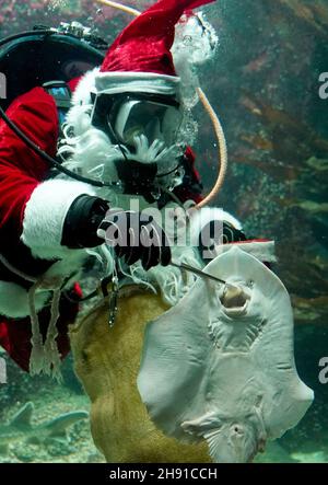 03. Dezember 2021, Schleswig-Holstein, Tönning: Timo Kaminski, Leiter der Aquatik beim Multimar Wattforum, winkt als Weihnachtsmann beim Tauchgang im großen Aquarium. Der traditionelle Tauchgang am 6. Dezember wird aufgrund der Corona-Pandemie in der Öffentlichkeit nicht stattfinden. Das Wattforum wird am Nikolaustag ein 20-minütiges Live-Video auf der Facebook-Seite des Nationalparks übertragen, wo die Zuschauer auch im Live-Chat Fragen stellen können. Foto: Marcus Brandt/dpa Stockfoto