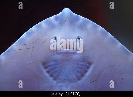 03. Dezember 2021, Schleswig-Holstein, Tönning: Ein junger Dornrücken hängt im Multimar Wattforum an einer Aquarienscheibe. Foto: Marcus Brandt/dpa Stockfoto