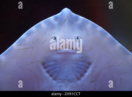 03. Dezember 2021, Schleswig-Holstein, Tönning: Ein junger Dornrücken hängt im Multimar Wattforum an einer Aquarienscheibe. Foto: Marcus Brandt/dpa Stockfoto