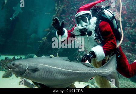 03. Dezember 2021, Schleswig-Holstein, Tönning: Timo Kaminski, Leiter der Aquatik beim Multimar Wattforum, winkt als Weihnachtsmann beim Tauchgang im großen Aquarium. Der traditionelle Tauchgang am 6. Dezember wird aufgrund der Corona-Pandemie in der Öffentlichkeit nicht stattfinden. Das Wattforum wird am Nikolaustag ein 20-minütiges Live-Video auf der Facebook-Seite des Nationalparks übertragen, wo die Zuschauer auch im Live-Chat Fragen stellen können. Foto: Marcus Brandt/dpa Stockfoto