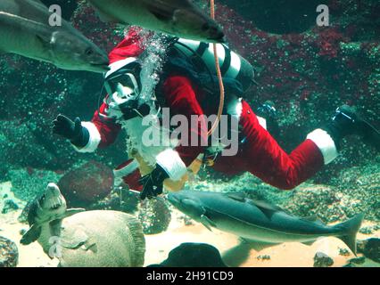 03. Dezember 2021, Schleswig-Holstein, Tönning: Timo Kaminski, Leiter der Aquatik beim Multimar Wattforum, winkt als Weihnachtsmann beim Tauchgang im großen Aquarium. Der traditionelle Tauchgang am 6. Dezember wird aufgrund der Corona-Pandemie in der Öffentlichkeit nicht stattfinden. Das Wattforum wird am Nikolaustag ein 20-minütiges Live-Video auf der Facebook-Seite des Nationalparks übertragen, wo die Zuschauer auch im Live-Chat Fragen stellen können. Foto: Marcus Brandt/dpa Stockfoto