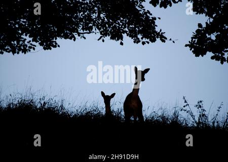 Silhouette von zwei Damhirschen in einem Park in England, Großbritannien Stockfoto