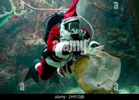 03. Dezember 2021, Schleswig-Holstein, Tönning: Timo Kaminski, Leiter der Aquaristik beim Multimar Wattforum, als Weihnachtsmann gekleidet, füttert während eines Tauchgangs im großen Aquarium einen Strahl. Der traditionelle Tauchgang am 6. Dezember wird aufgrund der Corona-Pandemie nicht für die Öffentlichkeit zugänglich sein. Das Wattforum wird am Nikolaustag ein 20-minütiges Live-Video auf der Facebook-Seite des Nationalparks übertragen, wo die Zuschauer auch in einem Live-Chat Fragen stellen können. Foto: Marcus Brandt/dpa Stockfoto