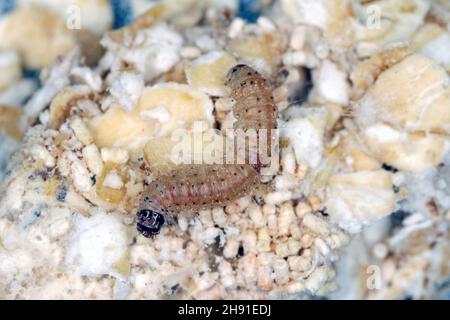 Die Mandel-Motte oder tropische Lagermotte Cadra cautella Pyralidae. Es ist ein gelagertes Produkt Schädling. caterpillar auf dem gefressenen Produkt, hohe Vergrößerung Stockfoto