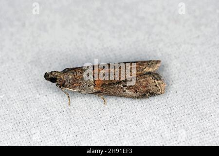 Die Mandel-Motte oder tropische Lagermotte Cadra cautella Pyralidae. Es handelt sich um einen Schädling mit gelagerten Produkten. Ausgewachsenes Insekt (Motte) - starke Vergrößerung. Stockfoto