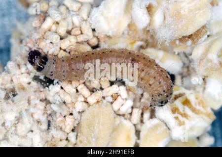 Die Mandel-Motte oder tropische Lagermotte Cadra cautella Pyralidae. Es ist ein gelagertes Produkt Schädling. caterpillar auf dem gefressenen Produkt, hohe Vergrößerung Stockfoto