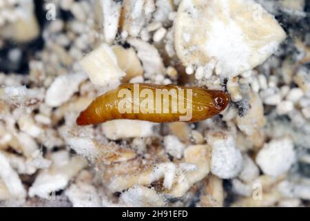 Die Mandel-Motte oder tropische Lagermotte Cadra cautella Pyralidae. Es handelt sich um einen Schädling mit gelagerten Produkten. Puppe auf dem gefressenen Produkt - hohe Vergrößerung. Stockfoto