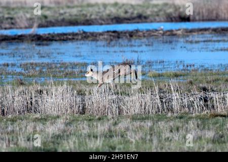 Chinesischer Wasserhirsch läuft Stockfoto