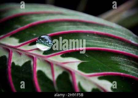 Ein einziger Wassertropfen auf einer Gebetspflanze (Red Maranta Calathea) Stockfoto