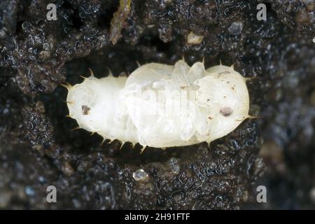 Puppe des Carpophilus hemipterus (getrockneter Fruchtkäfer) ist eine Art von saftfressenden Käfern aus der Familie Nitidulidae. Es ist ein Schädling von reifen und getrockneten Früchten Stockfoto