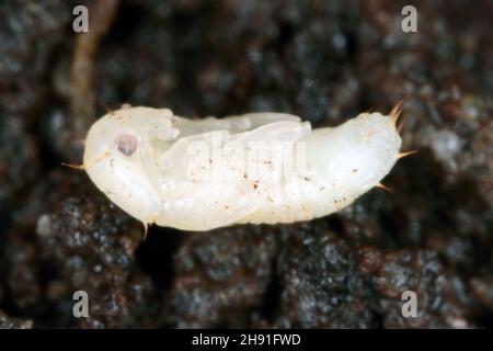Puppe des Carpophilus hemipterus (getrockneter Fruchtkäfer) ist eine Art von saftfressenden Käfern aus der Familie Nitidulidae. Es ist ein Schädling von reifen und getrockneten Früchten Stockfoto