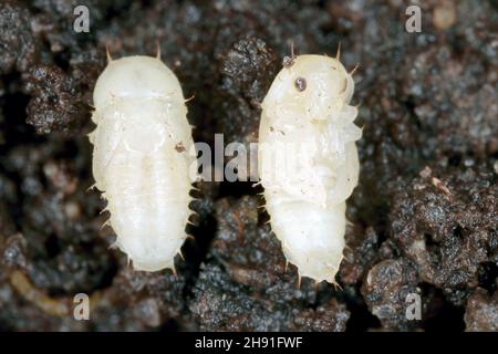 Puppe des Carpophilus hemipterus (getrockneter Fruchtkäfer) ist eine Art von saftfressenden Käfern aus der Familie Nitidulidae. Es ist ein Schädling von reifen und getrockneten Früchten Stockfoto