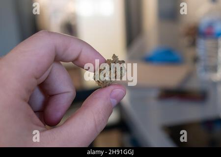 Hanfbud aus medizinischem Marihuana oder CBD-Hanfblüte von Hand halten. Stockfoto