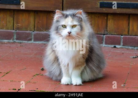 Langhaarige Katze sitzt auf einem Balkon Stockfoto