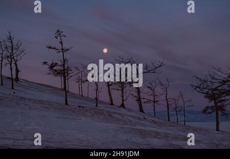 Baumsilhouetten gegen den lila Himmel und Vollmond in der Dämmerung bei Sonnenuntergang. Olchon-Insel, Chuzhir. Winterlandschaft. Stockfoto