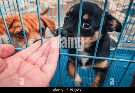 Männliche Hand streicheln Käfig Welpen in Tierheim. Menschen, Tiere, Freiwilligenarbeit Und Helfende Konzept. Stockfoto