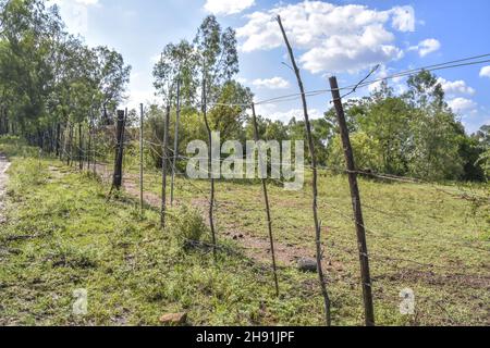 Ein improvisierter Zaun aus Holz und Stacheldraht auf einer Farm im östlichen Pretoria Südafrika, um Rinder aus einem Garten mit rotem Boden und Gras in sich zu halten Stockfoto