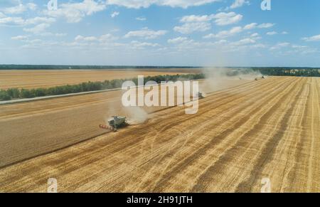 Luftaufnahme der Mähdrescher Maschinen sind im Prozess der Ernte reifen Weizen auf dem goldenen Feld. Stockfoto