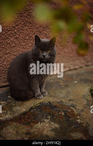 Die große graue britische Katze sitzt in der Nähe des Hauses unter einem Rosenbusch. Katzenportrait im Freien. Stockfoto