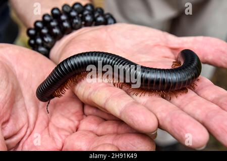 Ein harmloser afrikanischer riesiger schwarzer Tausendfüßler mit seinen vielen Beinen auf den Händen eines Menschen, der langsam kriecht, während er seine symbolische Umgebung erkundet Stockfoto