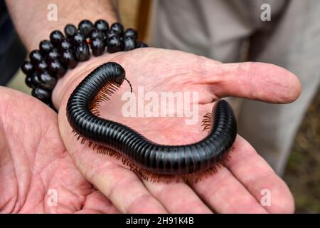 Ein harmloser afrikanischer riesiger schwarzer Tausendfüßler mit seinen vielen Beinen auf den Händen eines Menschen, der langsam kriecht, während er seine symbolische Umgebung erkundet Stockfoto