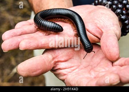 Ein harmloser afrikanischer riesiger schwarzer Tausendfüßler mit seinen vielen Beinen auf den Händen eines Menschen, der langsam kriecht, während er seine symbolische Umgebung erkundet Stockfoto