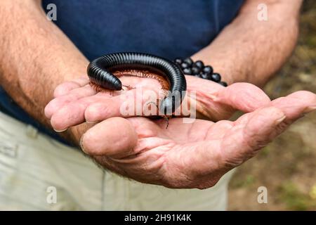 Ein harmloser afrikanischer riesiger schwarzer Tausendfüßler mit seinen vielen Beinen auf den Händen eines Menschen, der langsam kriecht, während er seine symbolische Umgebung erkundet Stockfoto