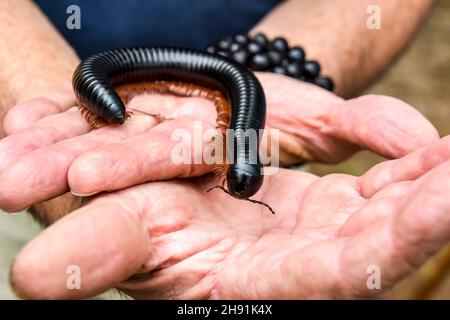 Ein harmloser afrikanischer riesiger schwarzer Tausendfüßler mit seinen vielen Beinen auf den Händen eines Menschen, der langsam kriecht, während er seine symbolische Umgebung erkundet Stockfoto