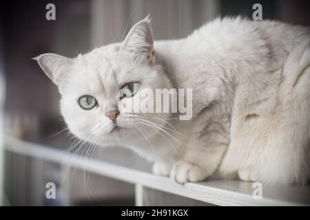 Erwachsene Katze Pedigree Scottish Chinchilla geraden Ohren Stockfoto