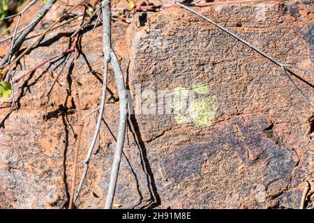 Ein Fußabdruck einer Katzenpfote in gelber Farbe, der als Wanderzeichen auf einem Felsen in Südafrika verwendet wird und Wanderer in die richtige Richtung weist Stockfoto