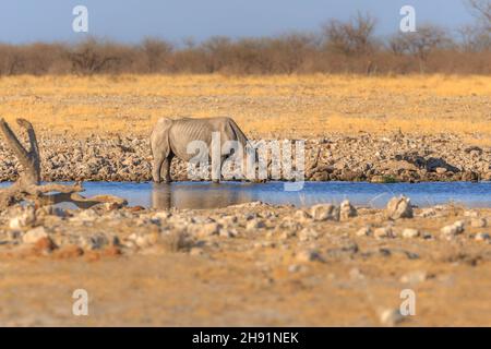 Schwarzes Nashorn (Diceros bicornis) beim Trinken. Etosha Nationalpark, Namibia Stockfoto