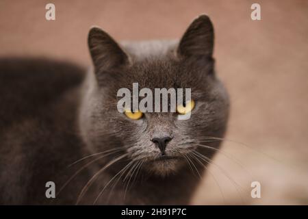 Nahaufnahme einer dunkelgrauen britischen Katze im Freien. Stockfoto