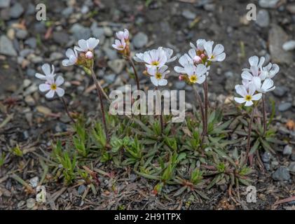 Milchweißer Rock Jasmin, Androsace Lactea in Blüte in großer Höhe in den französischen Alpen. Stockfoto