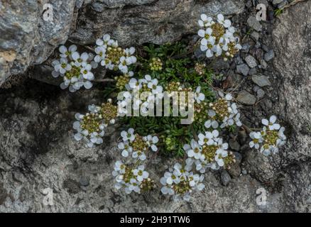 Chamois Cress, Hornungia alpina in Blüte in großer Höhe, Französische Alpen. Stockfoto